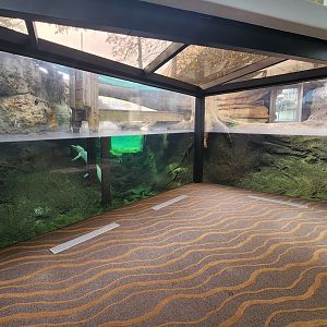 Flint RiverQuarium - American Alligator exhibit