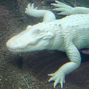 Flint RiverQuarium - Albino alligator