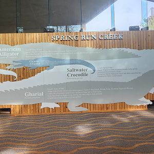 Flint RiverQuarium - Crocodilians size comparison