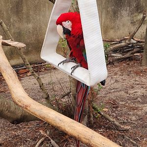 Flint RiverQuarium - Red-green Macaw