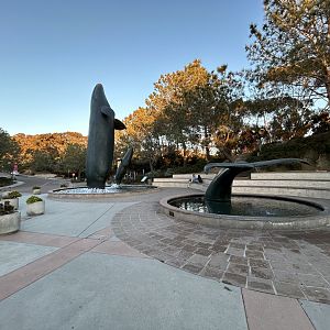 Humpback Whale Fountains