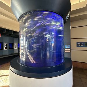 Pacific Sardine Tank