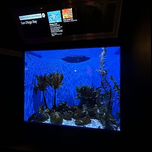Kelp Greenling & Sheep Crab Tank