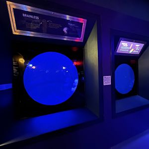 Jellyfish Tanks