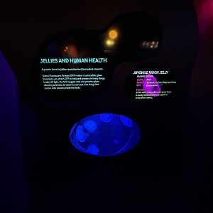 Juvenile Moon Jelly Tank