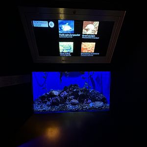 Small Northwest Coast Tank