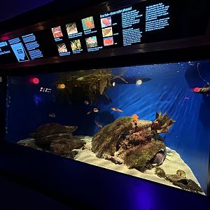 Southern California Tank