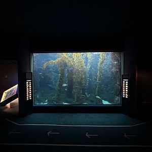Kelp Forest Tank