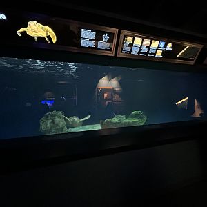 Mexico Tank w/ injured Loggerhead Sea Turtle