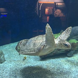 Loggerhead Sea Turtle