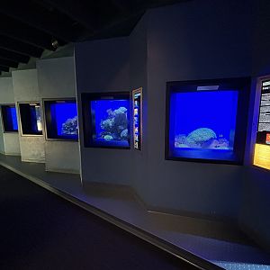 Assortment of Five Tanks