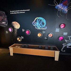 Preserved Deep Sea Specimens