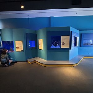 Seahorse Gallery