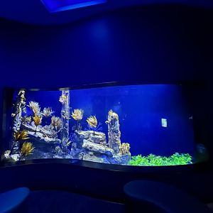 Leafy Sea Dragon & Weedy Sea Dragon Tank