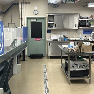 Little Blue Penguin Holding