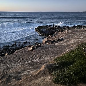 California Sea Lions at La Jolla Cove
