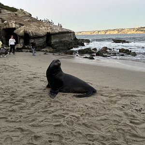 Bull California Sea Lion at La Jolla Cove