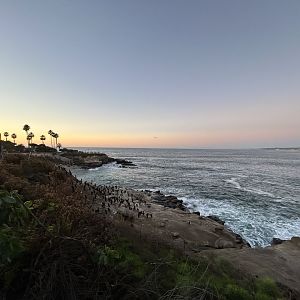 Brandt's Cormorants at La Jolla Cove
