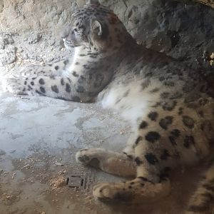 Snow Leopard (Panthera uncia)