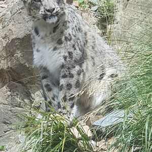 Snow Leopard (Panthera uncia)