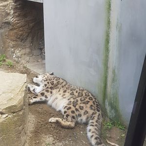 Snow Leopard (Panthera uncia)