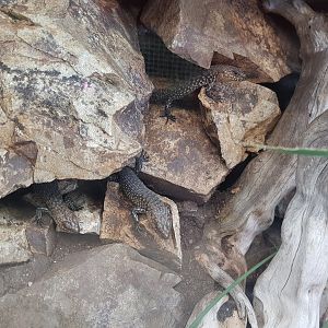 Cunningham's skink  (Egernia cunninghami)