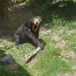 Sasa the Malayan Sun bear (Helarctos malayanus  malayanus)