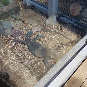 Lace Monitor (Varanus varius),