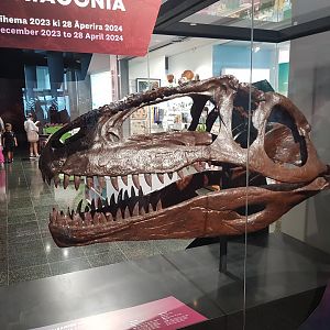 Giganotosaurus carolinii skull- Ngā Taniwha o Rūpapa | Dinosaurs of Patagonia, Te Papa