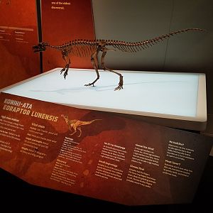 Eoraptor Lunensis - Ngā Taniwha o Rūpapa | Dinosaurs of Patagonia, Te Papa