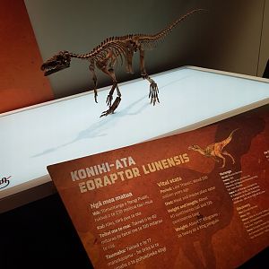 Eoraptor Lunensis - Ngā Taniwha o Rūpapa | Dinosaurs of Patagonia, Te Papa
