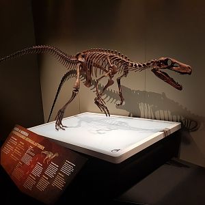 Herrerasaurus ischigualastensis-Ngā Taniwha o Rūpapa | Dinosaurs of Patagonia, Te Papa