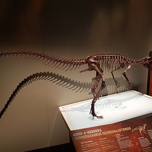Herrerasaurus ischigualastensis-Ngā Taniwha o Rūpapa | Dinosaurs of Patagonia, Te Papa