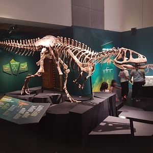 Eoabelisaurus mefi-Ngā Taniwha o Rūpapa | Dinosaurs of Patagonia, Te Papa