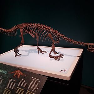 Leonerasaurus taquetrensis-Ngā Taniwha o Rūpapa | Dinosaurs of Patagonia, Te Papa