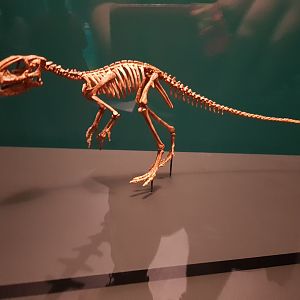 Manidens condorensis-Ngā Taniwha o Rūpapa | Dinosaurs of Patagonia, Te Papa
