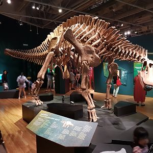 Brachytrachelopan mesai- Ngā Taniwha o Rūpapa | Dinosaurs of Patagonia, Te Papa