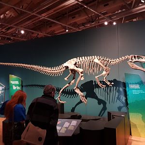 Condorraptor currumili -Ngā Taniwha o Rūpapa | Dinosaurs of Patagonia, Te Papa