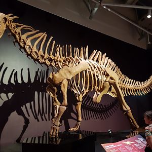 Amargasaurus cazaui -Ngā Taniwha o Rūpapa | Dinosaurs of Patagonia, Te Papa