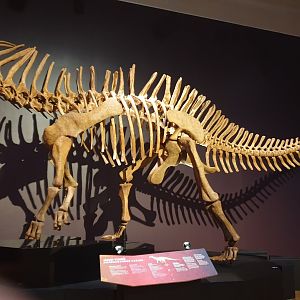 Amargasaurus cazaui -Ngā Taniwha o Rūpapa | Dinosaurs of Patagonia, Te Papa