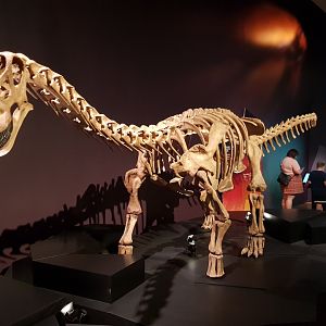 Neuquensaurus australis-Ngā Taniwha o Rūpapa | Dinosaurs of Patagonia, Te Papa