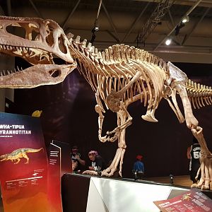 Tyrannotitan chubutensis-Ngā Taniwha o Rūpapa | Dinosaurs of Patagonia, Te Papa