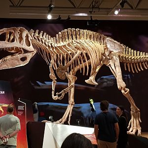 Tyrannotitan chubutensis-Ngā Taniwha o Rūpapa | Dinosaurs of Patagonia, Te Papa