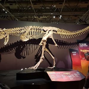 Carnotaurus sastrei-Ngā Taniwha o Rūpapa | Dinosaurs of Patagonia, Te Papa