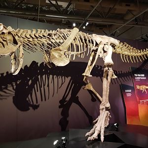 Carnotaurus sastrei-Ngā Taniwha o Rūpapa | Dinosaurs of Patagonia, Te Papa