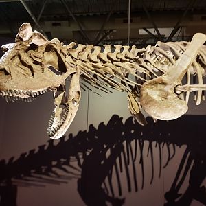 Carnotaurus sastrei-Ngā Taniwha o Rūpapa | Dinosaurs of Patagonia, Te Papa