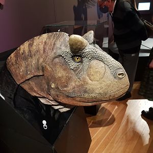 Carnotaurus sastrei-Ngā Taniwha o Rūpapa | Dinosaurs of Patagonia, Te Papa