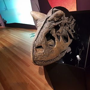 Carnotaurus sastrei-Ngā Taniwha o Rūpapa | Dinosaurs of Patagonia, Te Papa