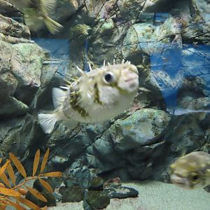 Long-spined porcupinefish (Diodon holocanthus)