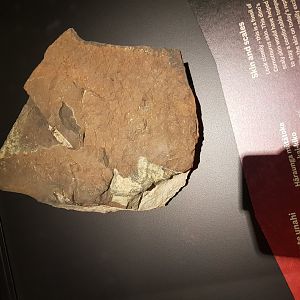 Carnotaurus sastrei (Skin Impressions)-Ngā Taniwha o Rūpapa | Dinosaurs of Patagonia, Te Papa